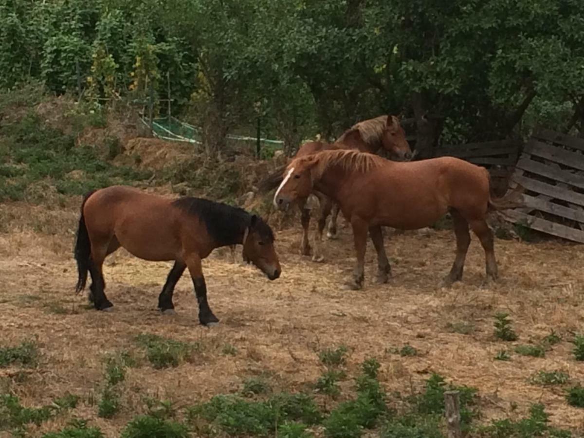 Casa Rural El Rincon De Maria Villoslada de Cameros Eksteriør billede